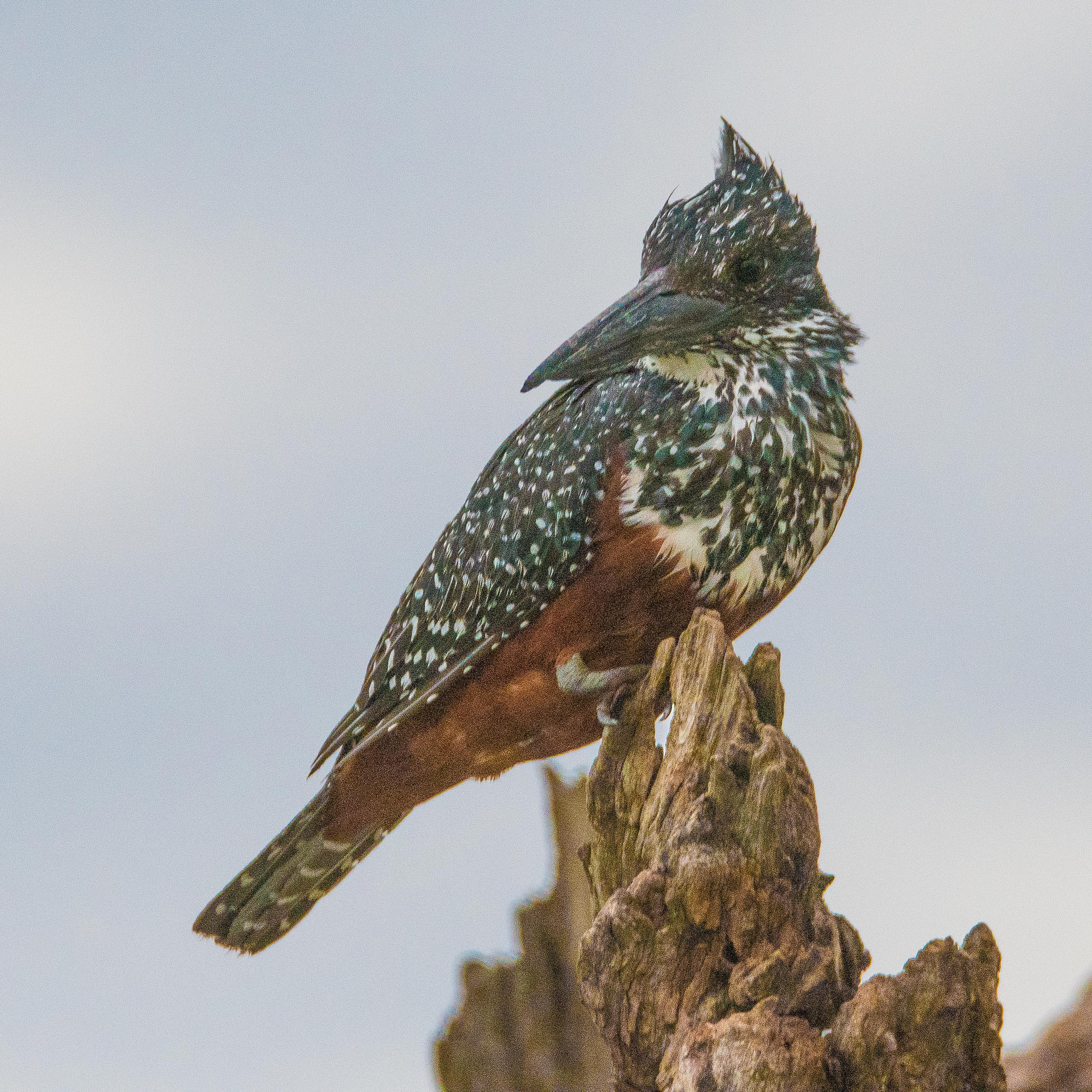 Martin-pêcheur géant (Giant kingfisher, Megaceryle maxima), Rivière Chobe, Chobe National Park, Botswana.